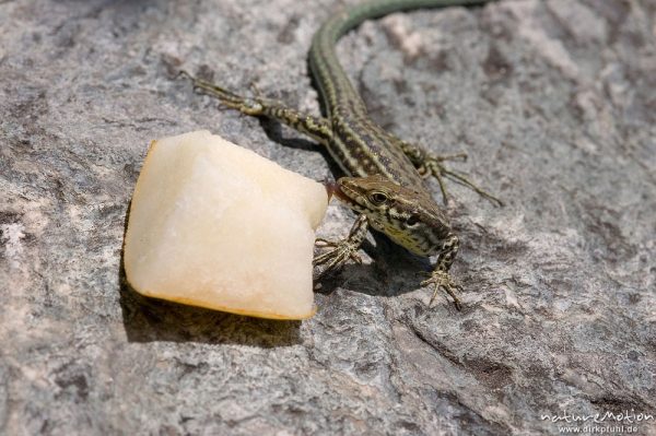 Tyrrhenische Mauereidechse, Podarcis tiliguerta, Lacertidae, nascht von einem Birnenstückchen, Tavignano-Tal, Korsika, Frankreich