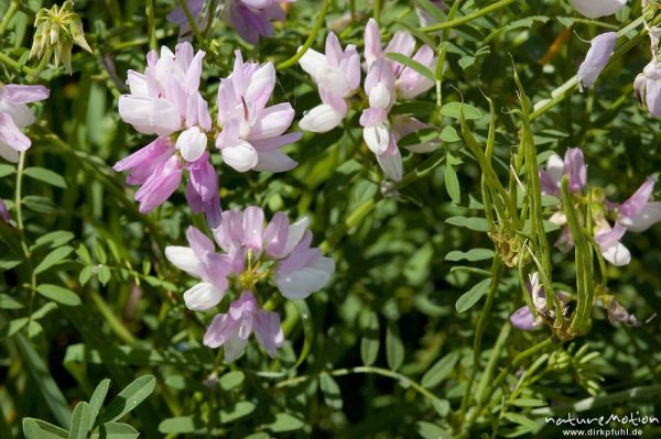 Bunte Kronwicke, Coronilla varia (Securigera varia), Fabaceae, Wegrand am Rheinufer, Iffezheim, Deutschland