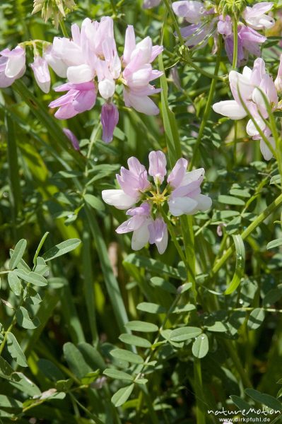 Bunte Kronwicke, Coronilla varia (Securigera varia), Fabaceae, Wegrand am Rheinufer, Iffezheim, Deutschland