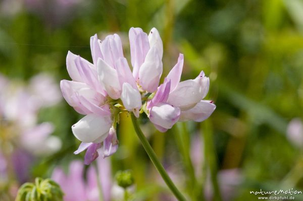 Bunte Kronwicke, Coronilla varia (Securigera varia), Fabaceae, Blütenstand, Wegrand am Rheinufer, Iffezheim, Deutschland