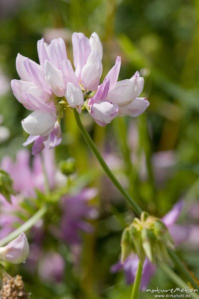 Bunte Kronwicke, Coronilla varia (Securigera varia), Fabaceae, Blütenstand, Wegrand am Rheinufer, Iffezheim, Deutschland