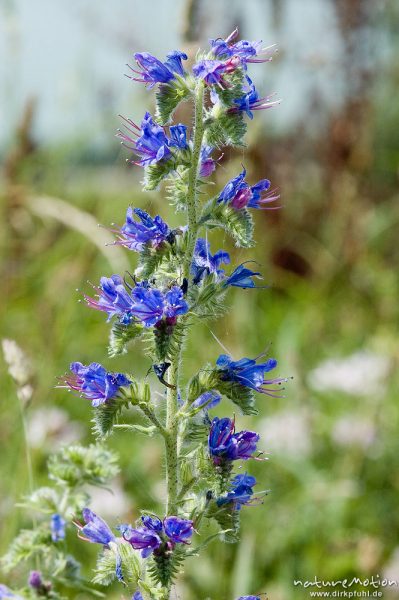 Gewöhnlicher Natternkopf, Echium vulgare, Boraginaceae, Wegrand am Rheinufer bei Baden-Baden, Rhein, Deutschland