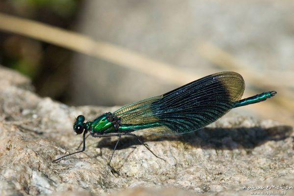 Gebänderte Prachtlibelle, Calopteryx splendens, Calopterigidae, Männchen auf Stein, Babker Mühle, Havel (Fluss), Deutschland