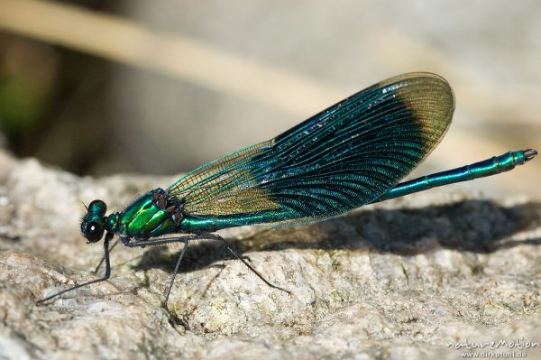 Gebänderte Prachtlibelle, Calopteryx splendens, Calopterigidae, Männchen auf Stein, Babker Mühle, Havel (Fluss), Deutschland