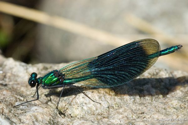 Gebänderte Prachtlibelle, Calopteryx splendens, Calopterigidae, Männchen auf Stein, Babker Mühle, Havel (Fluss), Deutschland