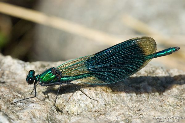 Gebänderte Prachtlibelle, Calopteryx splendens, Calopterigidae, Männchen auf Stein, Babker Mühle, Havel (Fluss), Deutschland