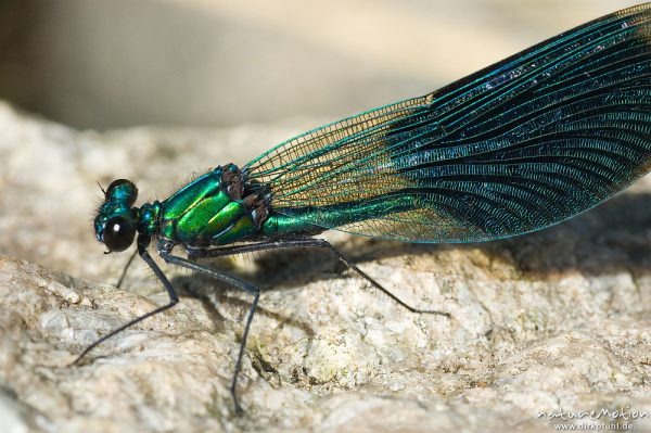 Gebänderte Prachtlibelle, Calopteryx splendens, Calopterigidae, Männchen auf Stein, Babker Mühle, Havel (Fluss), Deutschland