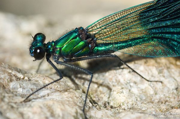 Gebänderte Prachtlibelle, Calopteryx splendens, Calopterigidae, Kopf und Thorax, Männchen auf Stein, Babker Mühle, Havel (Fluss), Deutschland