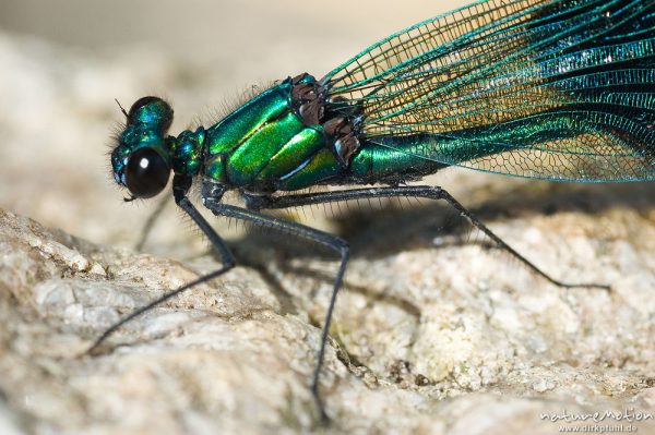 Gebänderte Prachtlibelle, Calopteryx splendens, Calopterigidae, Kopf und Thorax, Männchen auf Stein, Babker Mühle, Havel (Fluss), Deutschland