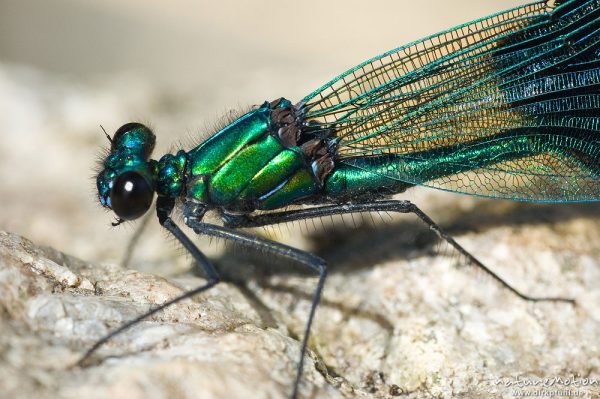 Gebänderte Prachtlibelle, Calopteryx splendens, Calopterigidae, Kopf und Thorax, Männchen auf Stein, Babker Mühle, Havel (Fluss), Deutschland