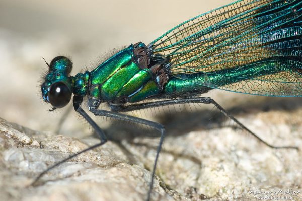 Gebänderte Prachtlibelle, Calopteryx splendens, Calopterigidae, Kopf und Thorax, Männchen auf Stein, Babker Mühle, Havel (Fluss), Deutschland