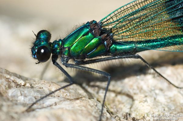 Gebänderte Prachtlibelle, Calopteryx splendens, Calopterigidae, Kopf und Thorax, Männchen auf Stein, Babker Mühle, Havel (Fluss), Deutschland