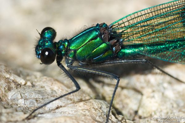 Gebänderte Prachtlibelle, Calopteryx splendens, Calopterigidae, Kopf und Thorax, Männchen auf Stein, Babker Mühle, Havel (Fluss), Deutschland