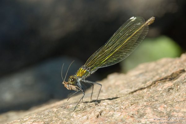 Gebänderte Prachtlibelle, Calopteryx splendens, Calopterigidae, Weibchen auf Stein, mit frisch gefangener Beute, Babker Mühle, Havel (Fluss), Deutschland