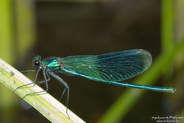 Gebänderte Prachtlibelle, Calopteryx splendens, Calopterigidae, Männchen Schilfblatt, Ansitz, Babker Mühle, Havel (Fluss), Deutschland