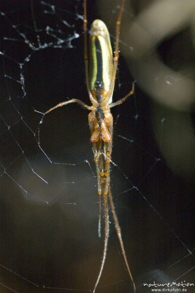 Gemeine Streckerspinne, Tetragnatha extensa, Tetragnathidae, Unterseite, im Netz an überhängendem Bachufer, Babker Mühle, Havel (Fluss), Deutschland