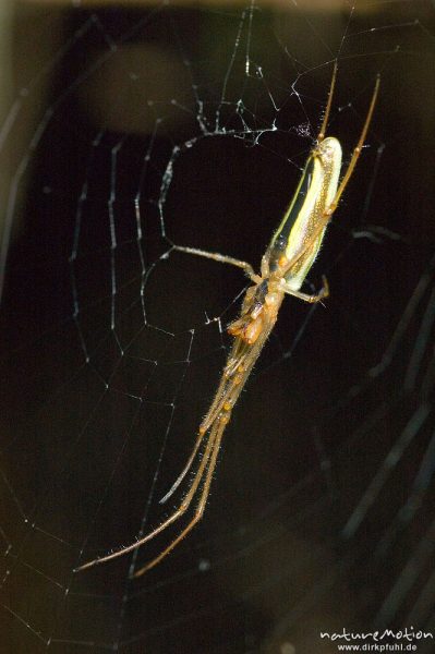 Gemeine Streckerspinne, Tetragnatha extensa, Tetragnathidae, Unterseite, im Netz an überhängendem Bachufer, Babker Mühle, Havel (Fluss), Deutschland