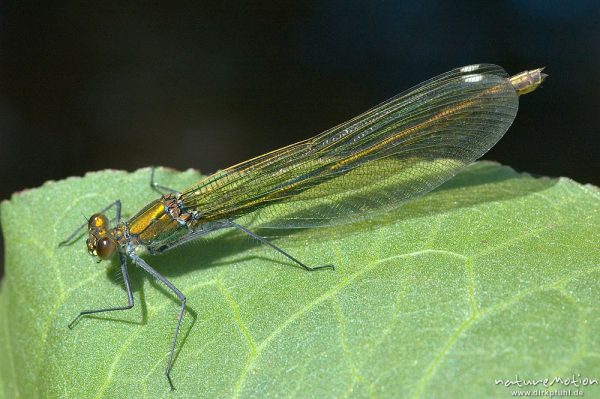 Gebänderte Prachtlibelle, Calopteryx splendens, Calopterigidae, Weibchen auf Blatt, Babker Mühle, Havel (Fluss), Deutschland