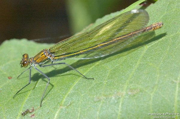 Gebänderte Prachtlibelle, Calopteryx splendens, Calopterigidae, Weibchen auf Blatt, Babker Mühle, Havel (Fluss), Deutschland