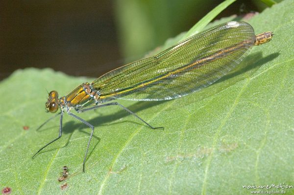 Gebänderte Prachtlibelle, Calopteryx splendens, Calopterigidae, Weibchen auf Blatt, Babker Mühle, Havel (Fluss), Deutschland