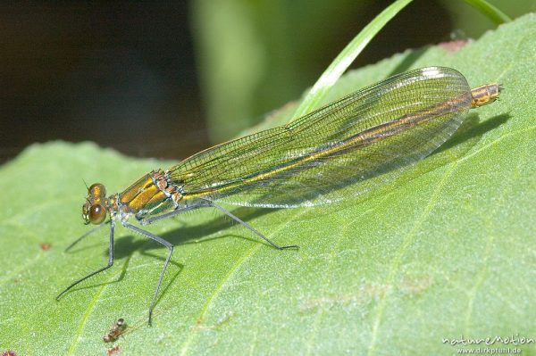 Gebänderte Prachtlibelle, Calopteryx splendens, Calopterigidae, Weibchen auf Blatt, Babker Mühle, Havel (Fluss), Deutschland