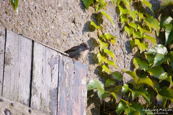 Spatz, Haussperling, Passer domesticus, Passeridae, an Hausfassade mit Weinlaub (darin zahlreiche Schlafplätze), Zahren, Deutschland