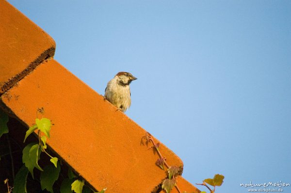 Spatz, Haussperling, Passer domesticus, Passeridae, an Hausfassade mit Weinlaub (darin zahlreiche Schlafplätze), Zahren, Deutschland