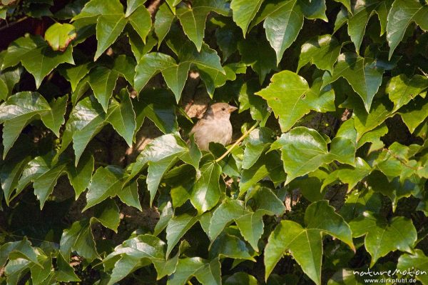 Spatz, Haussperling, Passer domesticus, Passeridae, an Hausfassade mit Weinlaub (darin zahlreiche Schlafplätze), Zahren, Deutschland