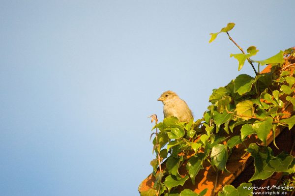 Spatz, Haussperling, Passer domesticus, Passeridae, an Hausfassade mit Weinlaub (darin zahlreiche Schlafplätze), Zahren, Deutschland