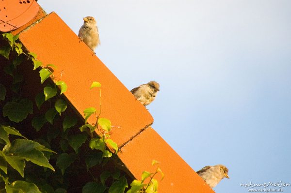 Spatz, Haussperling, Passer domesticus, Passeridae, an Hausfassade mit Weinlaub (darin zahlreiche Schlafplätze), Zahren, Deutschland