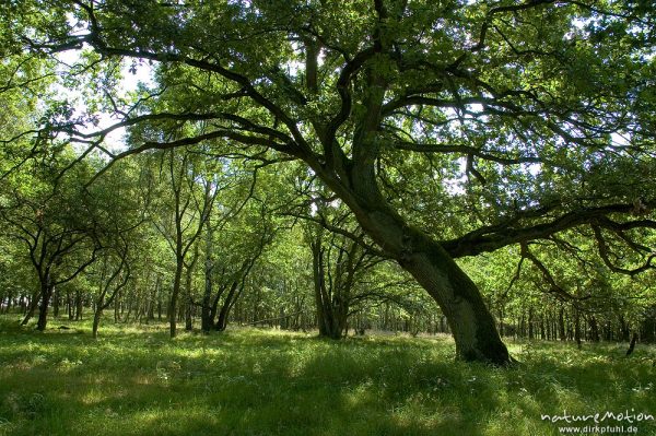Stieleiche, Quercus robur, Fagaceae, einst frei stehender Baum, jetzt im Wald, bei Waren, Müritz, Deutschland