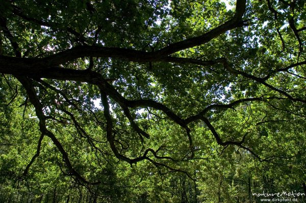 Stieleiche, Quercus robur, Fagaceae, weit verzweigter Ast im Gegenlicht, bei Waren, Müritz, Deutschland