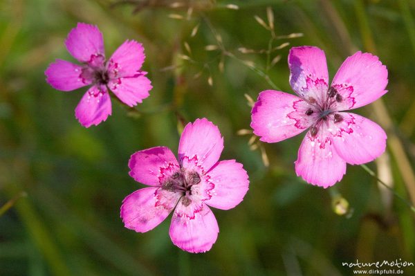 Heide-Nelke, Dianthus deltoides, Caryophyllaceae, Waldrand bei Waren, Müritz, Deutschland