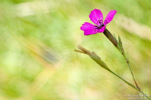 Heide-Nelke, Dianthus deltoides, Caryophyllaceae, Waldrand bei Waren, Müritz, Deutschland