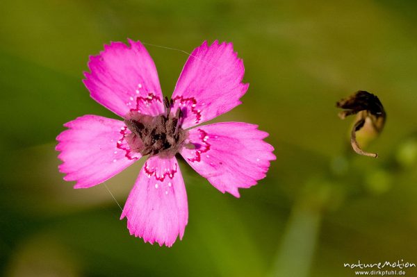 Heide-Nelke, Dianthus deltoides, Caryophyllaceae, Waldrand bei Waren, Müritz, Deutschland