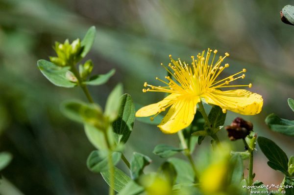 Tüpfel-Johanniskraut, Hypericum perforatum, Hypericaceae, Waldrand bei Waren, Müritz, Deutschland