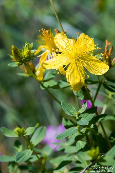 Tüpfel-Johanniskraut, Hypericum perforatum, Hypericaceae, Waldrand bei Waren, Müritz, Deutschland