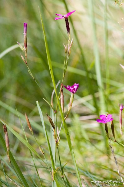 Heide-Nelke, Dianthus deltoides, Caryophyllaceae, Waldrand bei Waren, Müritz, Deutschland