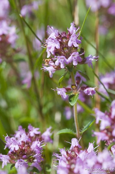 Oregano, Wilder Majoran, Gewöhnlicher Dost, Origanum vulgarum, Lamiaceae, Wegrand an Kiefernwald, bei Waren, Müritz, Deutschland