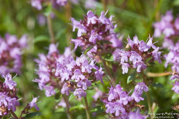 Oregano, Wilder Majoran, Gewöhnlicher Dost, Origanum vulgarum, Lamiaceae, Wegrand an Kiefernwald, bei Waren, Müritz, Deutschland