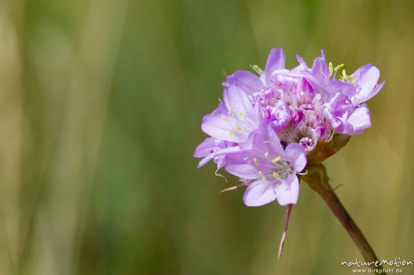 Grasnelke, Armeria maritima, Plumbaginaceae, Blütenstand, bei Waren, Müritz, Deutschland