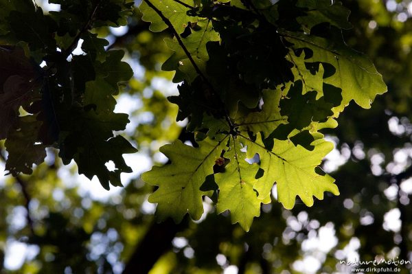 Stieleiche, Quercus robur, Fagaceae, Blätter im Durchlicht, bei Waren, Müritz, Deutschland