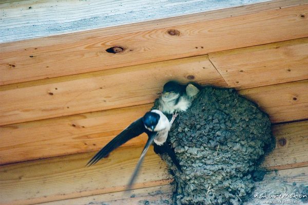 Mehlschwalbe, Delichon urbica, Hirundinidae, Nest unter Dachfirst, Altvogel fliegt gerade ab, Müritzhof bei Waren, Müritz, Deutschland