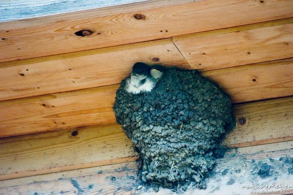 Mehlschwalbe, Delichon urbica, Hirundinidae, Nest unter Dachfirst, Küken, Müritzhof bei Waren, Müritz, Deutschland