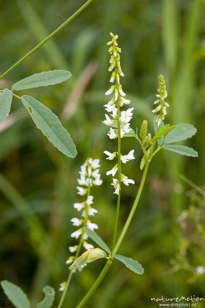 Weißer Steinklee, Melilotus alba, Fabaceae, bei Waren, Müritz, Deutschland