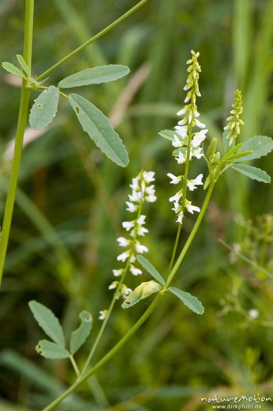 Weißer Steinklee, Melilotus alba, Fabaceae, bei Waren, Müritz, Deutschland