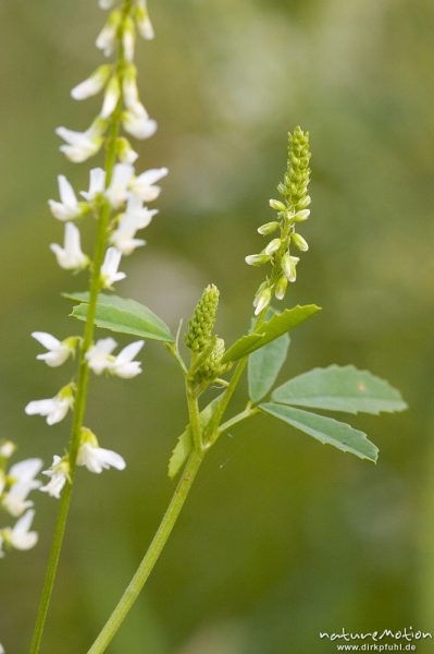 Weißer Steinklee, Melilotus alba, Fabaceae, bei Waren, Müritz, Deutschland