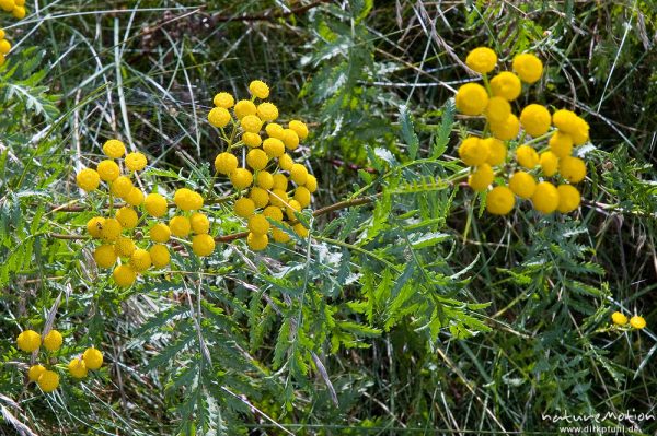 Rainfarn, Tanacetum vulgare, Asteraceae, bei Waren, Müritz, Deutschland