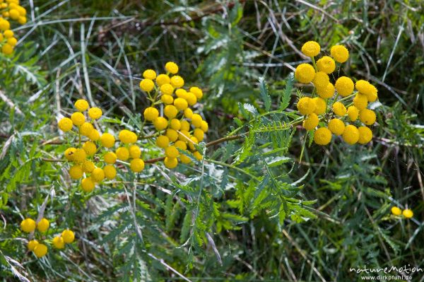 Rainfarn, Tanacetum vulgare, Asteraceae, bei Waren, Müritz, Deutschland