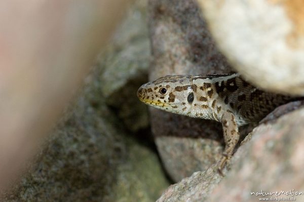 Zauneidechse, Lacerta agilis, Lacertidae, versteckt zwischen Steinen einer Mauer, bei Waren, Müritz, Deutschland